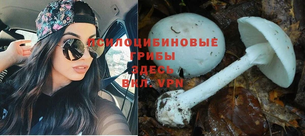 гашик Богданович